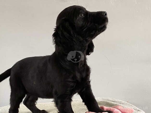 Cocker Spaniel puppies for sale in Trimdon, County Durham – 10 months old - Image 3 of 5