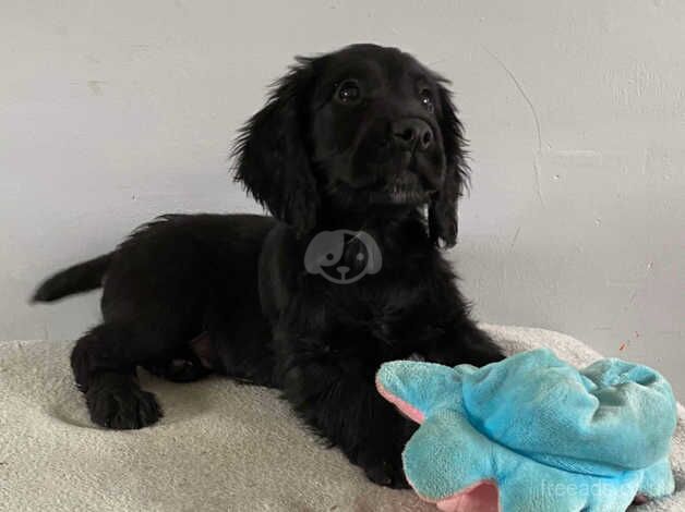 Cocker Spaniel puppies for sale in Trimdon, County Durham – 10 months old - Image 5 of 5