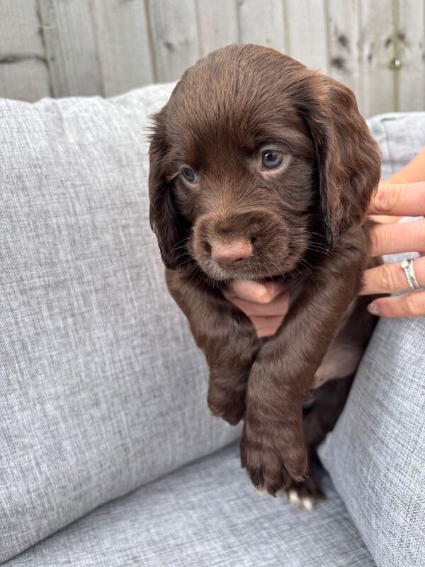 Working cocker pups