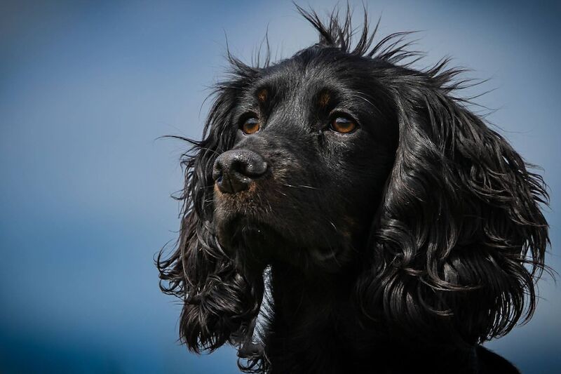 Working Cocker Pups, KC registered, Health Tested - Image 3 of 9