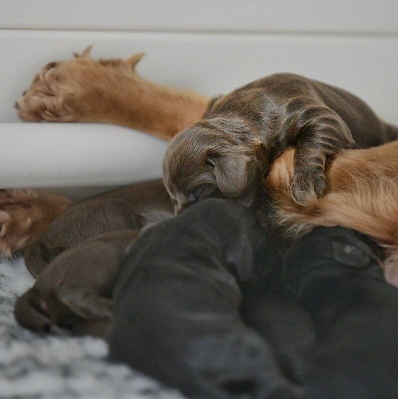 Working Cocker Pups, KC registered, Health Tested - Image 4 of 9