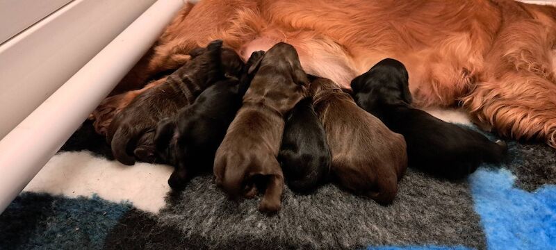 Working Cocker Pups, KC registered, Health Tested - Image 5 of 9