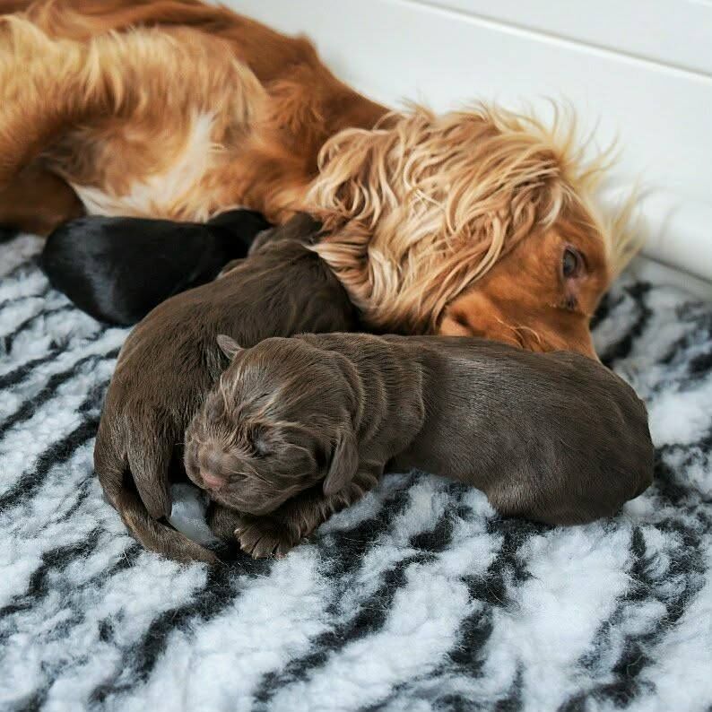 Working Cocker Pups, KC registered, Health Tested - Image 6 of 9