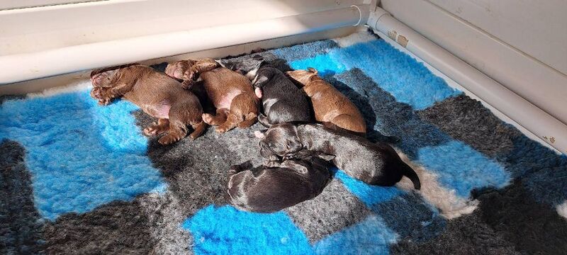 Working Cocker Pups, KC registered, Health Tested - Image 7 of 9