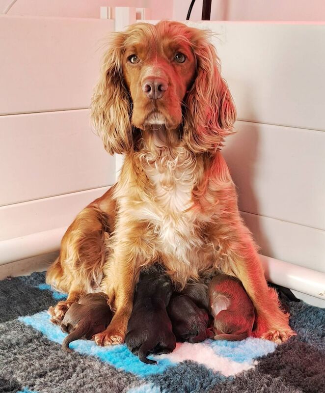 Working Cocker Pups, KC registered, Health Tested - Image 8 of 9