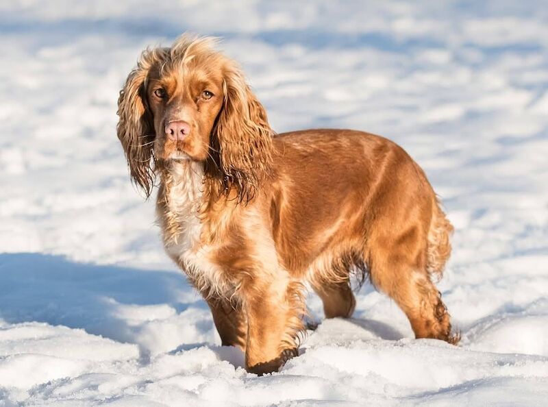 Working Cocker Pups, KC registered, Health Tested - Image 9 of 9