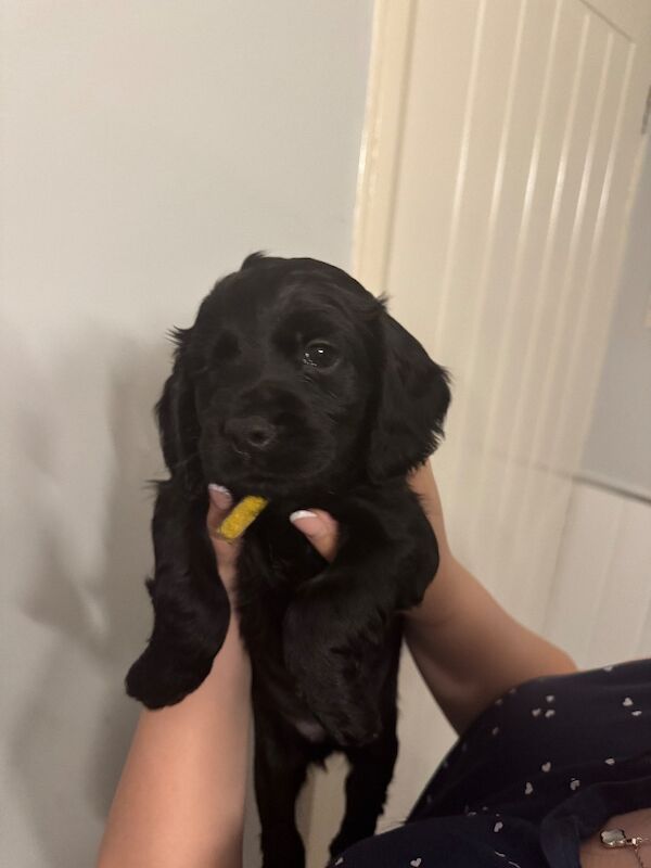 Cocker Spaniel puppies for sale in Liverpool, Merseyside – KC registered, 6 weeks old - Image 2 of 8