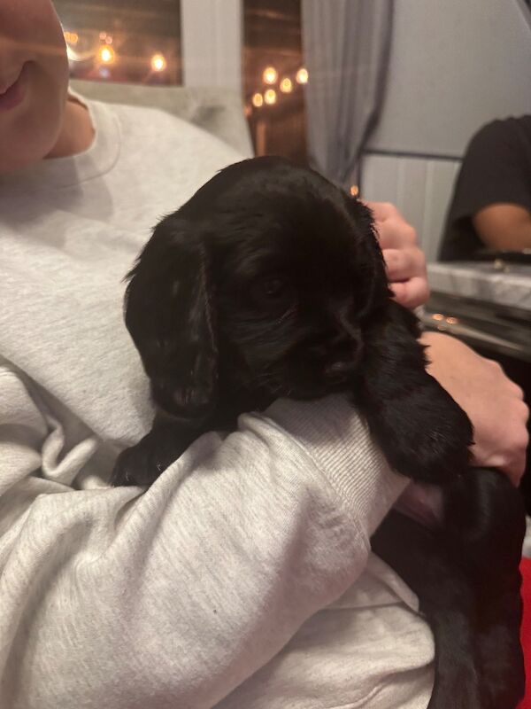 Cocker Spaniel puppies for sale in Liverpool, Merseyside – KC registered, 6 weeks old - Image 3 of 8