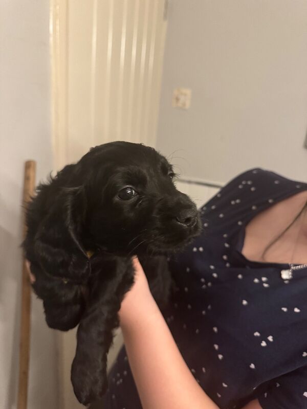 Cocker Spaniel puppies for sale in Liverpool, Merseyside – KC registered, 6 weeks old - Image 4 of 8