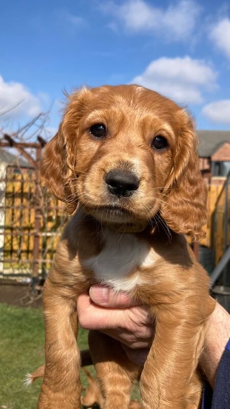 working cocker spaniel for sale in Normanton, West Yorkshire