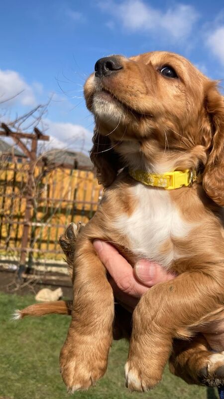 Cocker Spaniel puppies for sale in Normanton, West Yorkshire – KC registered, 12 months old - Image 2 of 3