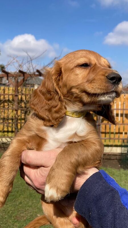 Cocker Spaniel puppies for sale in Normanton, West Yorkshire – KC registered, 12 months old - Image 3 of 3