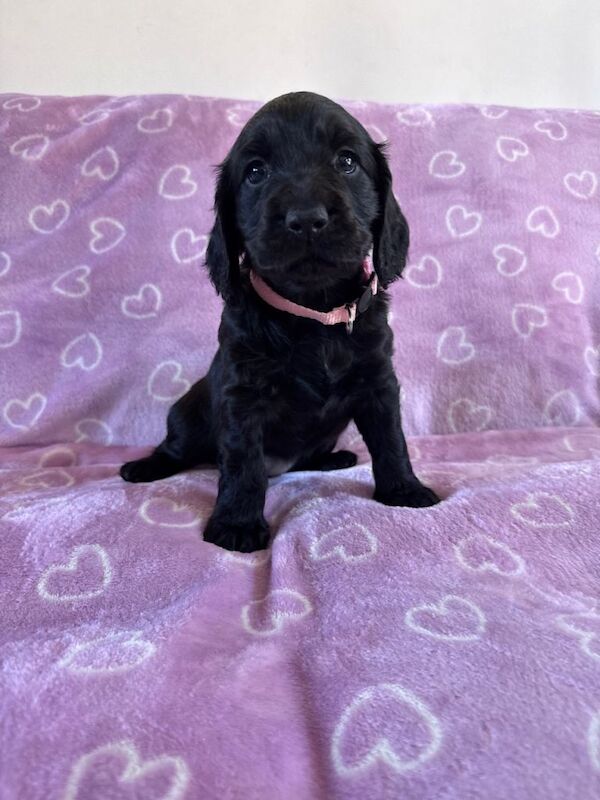 Cocker Spaniel Puppies For Sale