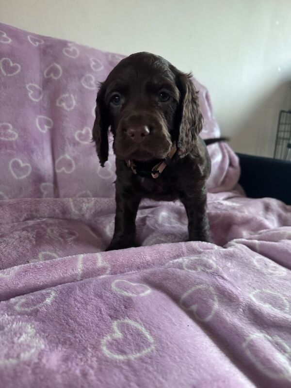 Working cocker spaniel - Image 2 of 3