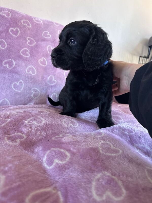 Working cocker spaniel - Image 3 of 3