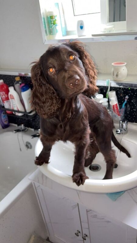 Cocker Spaniel puppies for sale in Hamilton, Lanarkshire – 7 months old