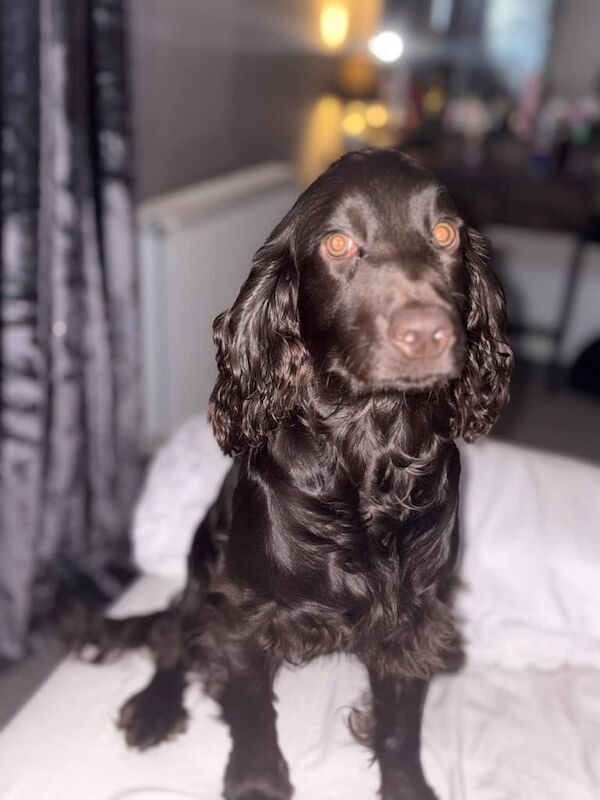 Cocker Spaniel puppies for sale in Hamilton, Lanarkshire – 7 months old - Image 2 of 6