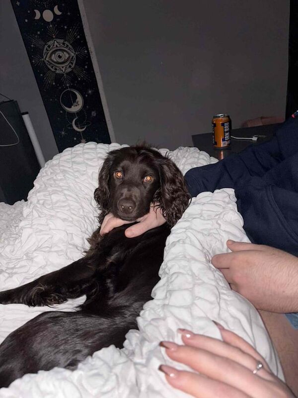 Cocker Spaniel puppies for sale in Hamilton, Lanarkshire – 7 months old - Image 3 of 6
