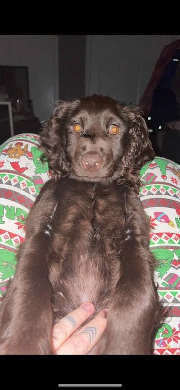 Cocker Spaniel puppies for sale in Hamilton, Lanarkshire – 7 months old - Image 4 of 6