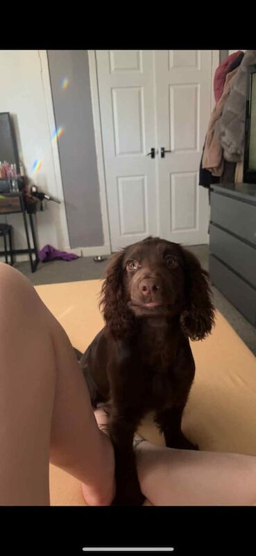 Cocker Spaniel puppies for sale in Hamilton, Lanarkshire – 7 months old - Image 5 of 6