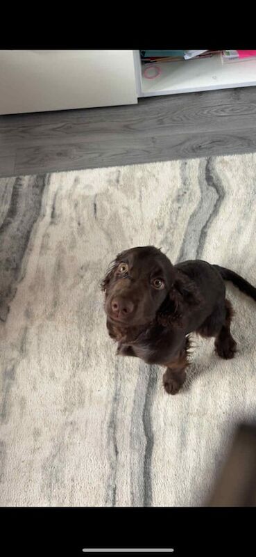 Cocker Spaniel puppies for sale in Hamilton, Lanarkshire – 7 months old - Image 6 of 6