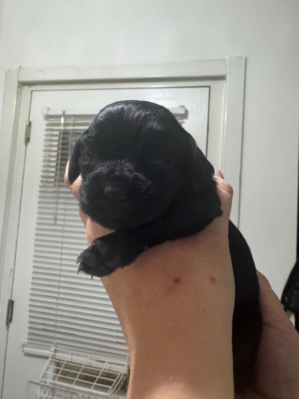Cocker Spaniel puppies for sale in Liverpool, Merseyside – KC registered, 2 weeks old