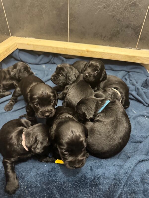 Cocker Spaniel puppies for sale in Liverpool, Merseyside – KC registered, 3 weeks old