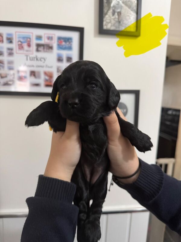 Cocker Spaniel puppies for sale in Liverpool, Merseyside – KC registered, 4 weeks old - Image 2 of 6