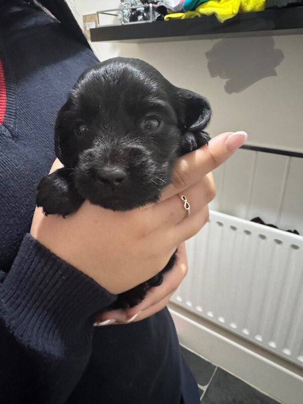 Cocker Spaniel puppies for sale in Liverpool, Merseyside – KC registered, 4 weeks old - Image 3 of 6