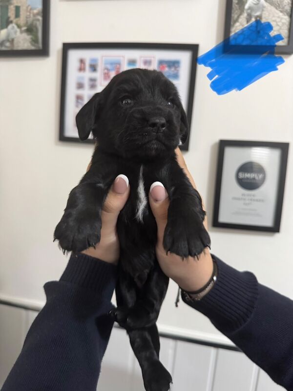 Cocker Spaniel puppies for sale in Liverpool, Merseyside – KC registered, 4 weeks old - Image 4 of 6