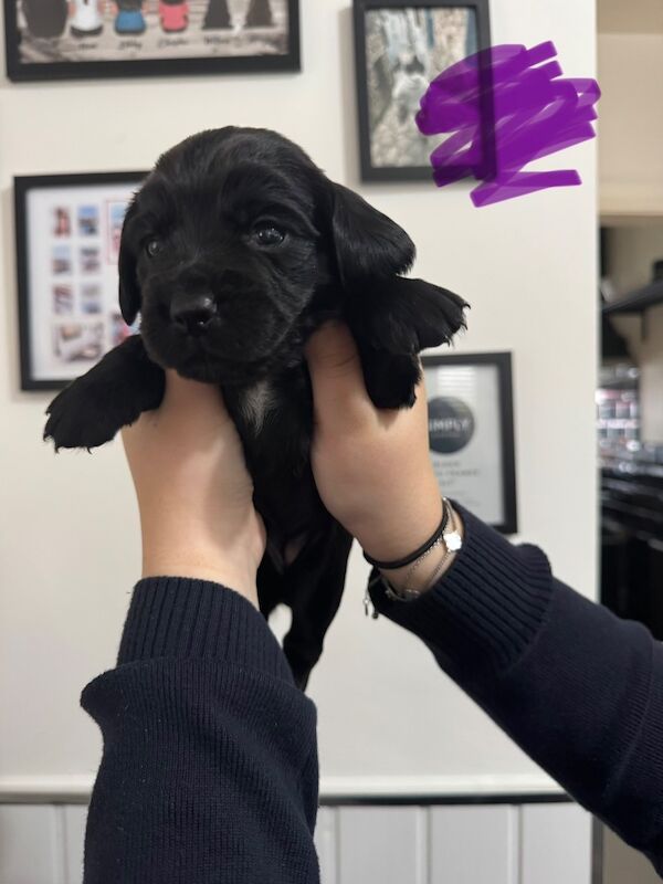 Cocker Spaniel puppies for sale in Liverpool, Merseyside – KC registered, 4 weeks old - Image 5 of 6