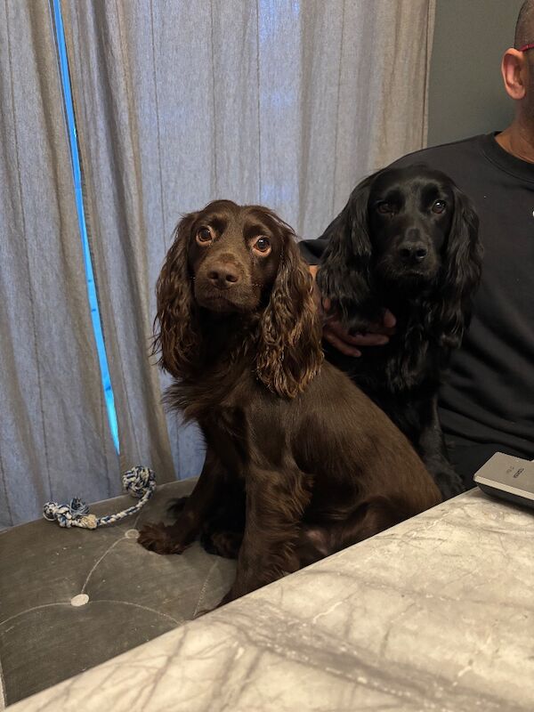 Cocker Spaniel puppies for sale in Liverpool, Merseyside – KC registered, 4 weeks old - Image 6 of 6