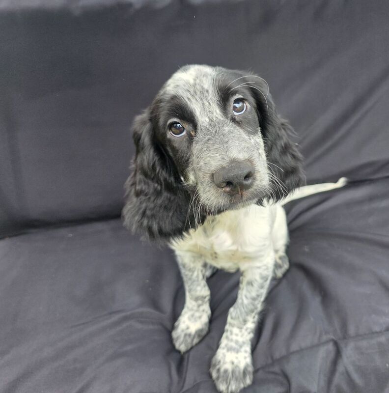 Working cocker spaniel boy