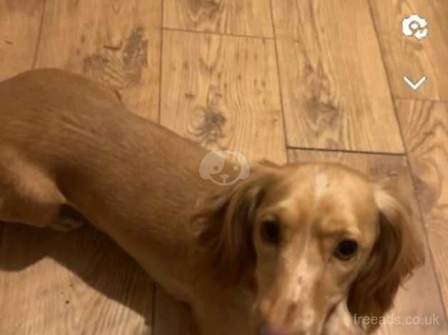 Cocker Spaniel puppies for sale in Wandsworth, Greater London – 2 years old - Image 4 of 5