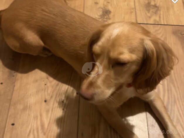 Cocker Spaniel puppies for sale in Wandsworth, Greater London – 2 years old - Image 5 of 5