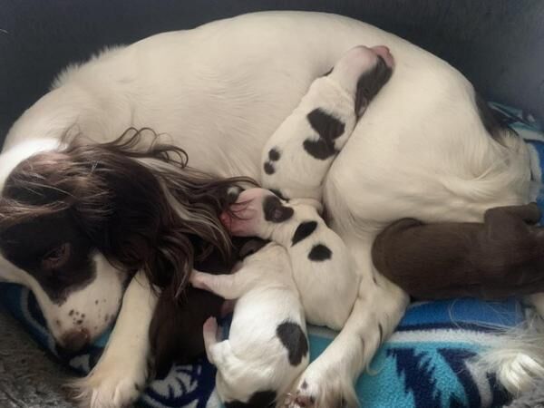 Working Cocker Spaniel Puppies for sale in Manchester, Greater Manchester - Image 2