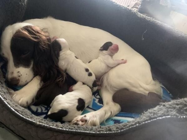 Working Cocker Spaniel Puppies for sale in Manchester, Greater Manchester - Image 3