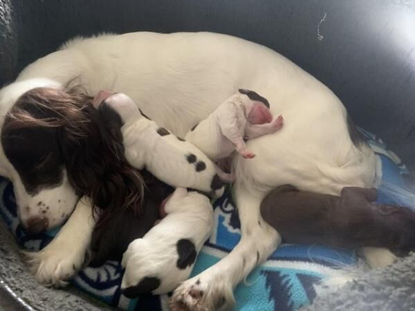 Working Cocker Spaniel Puppies for sale in Manchester, Greater Manchester - Image 5