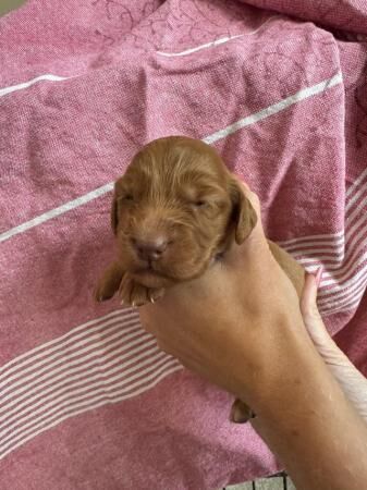 Cocker Spaniel puppies for sale in Hartlebury, Worcestershire – 1 year old - Image 3 of 5