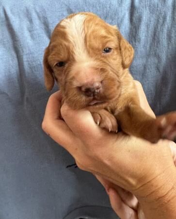 Cocker Spaniel puppies for sale in Hartlebury, Worcestershire – 1 year old - Image 4 of 5