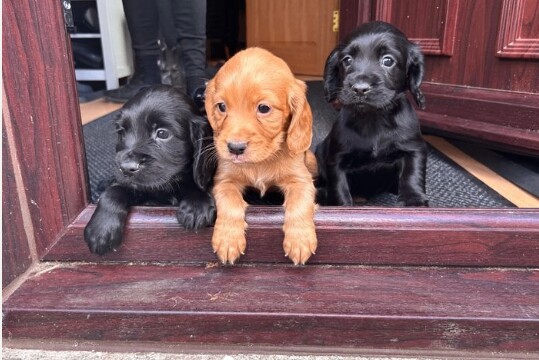Cocker Spaniel puppies for sale in Linlithgow, West Lothian – 1 year old - Image 2 of 3