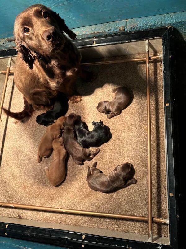 Cocker Spaniel puppies for sale in Linlithgow, West Lothian – 1 year old - Image 3 of 3