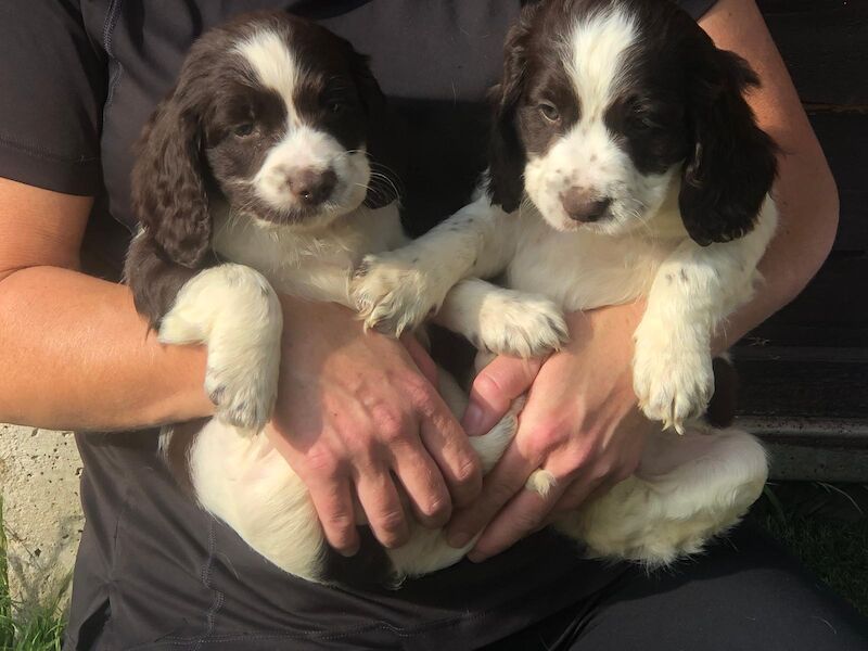 Working cocker spaniel puppies for sale in Welwyn, Hertfordshire | Image 4