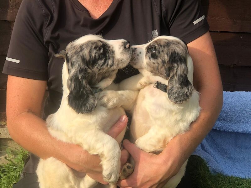 Working cocker spaniel puppies for sale in Welwyn, Hertfordshire - Image 6