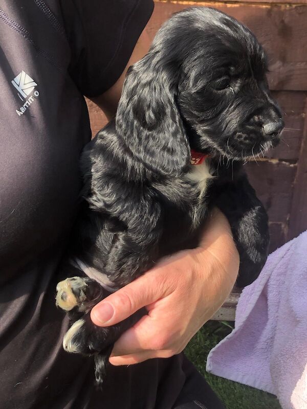 Working cocker spaniel puppies for sale in Welwyn, Hertfordshire - Image 8
