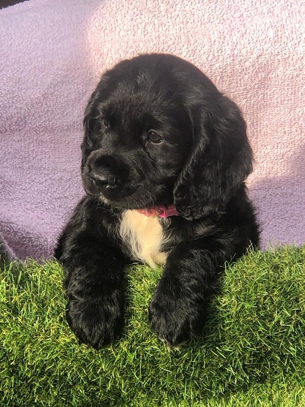 Working cocker spaniel puppies for sale in Welwyn, Hertfordshire - Image 9