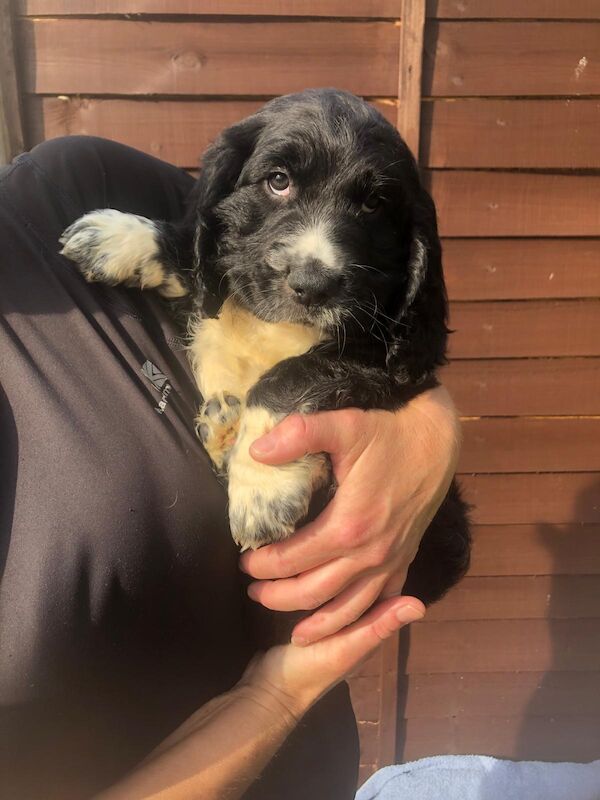 Working cocker spaniel puppies for sale in Welwyn, Hertfordshire - Image 10