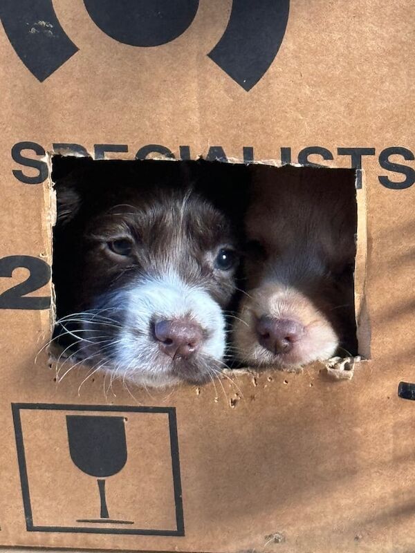 Cocker Spaniel puppies for sale in Insch, Aberdeenshire – KC registered, 6 months old - Image 1 of 3