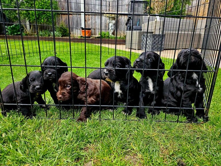 Working Cocker Spaniel Puppies for sale in Harwich, Essex - Image 3