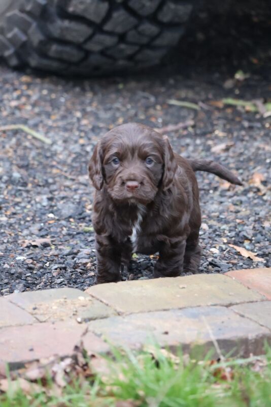 Cocker Spaniel puppies for sale in Bungay, Suffolk – 1 year old - Image 2 of 7